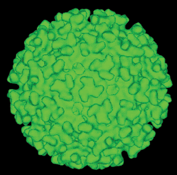 Image: A computer-generated model of the surface of an alphavirus derived by cryoelectron microscopy. Alphaviruses are RNA-containing viruses that cause a wide variety of mosquito-transmitted diseases (Photo courtesy of the [US] Centers for Disease Control and Prevention (CDC)).